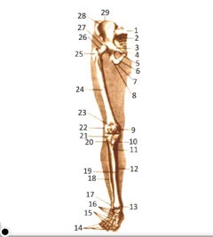 скелет кости нижней конечности