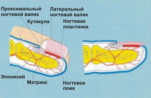 Анатомия ногтя