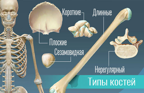 Типы костей